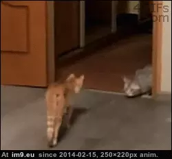 #Cats #Meets #Cat [Cats] Cat meets another cat GIF (Obraz z album My r/CATS favs))