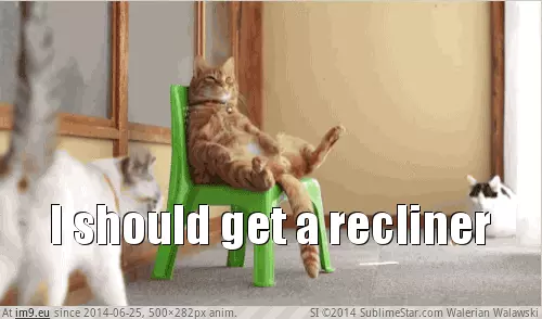 #Cats #Recliner #Buy [Cats] I should buy a recliner GIF (Bild von album My r/CATS favs))