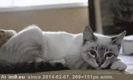 #Cats #Cat #Ago #Tomorrow #Reunited #Microchip #Thought #Months #Died [Cats] I thought my cat died 6 months ago. But Because of his microchip, We will be reunited tomorrow! 11 GIF (Image of album My r/CATS favs))