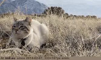 #Cats #Cat #Ago #Tomorrow #Reunited #Microchip #Thought #Months #Died [Cats] I thought my cat died 6 months ago. But Because of his microchip, We will be reunited tomorrow! 17 GIF (Imagen de album My r/CATS favs))