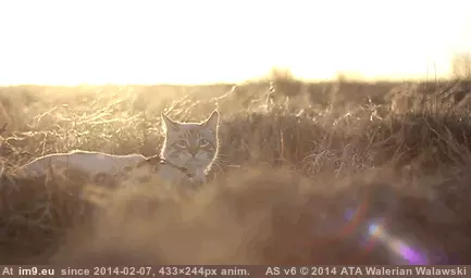 #Cats #Cat #Ago #Tomorrow #Reunited #Microchip #Thought #Months #Died [Cats] I thought my cat died 6 months ago. But Because of his microchip, We will be reunited tomorrow! 2 GIF (Obraz z album My r/CATS favs))