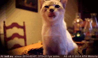#Cats #Cat #Ago #Tomorrow #Reunited #Microchip #Thought #Months #Died [Cats] I thought my cat died 6 months ago. But Because of his microchip, We will be reunited tomorrow! 7 GIF (Image of album My r/CATS favs))