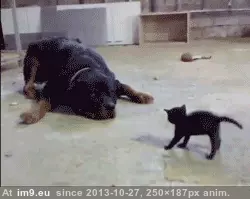 #Gifs #Cats #Upload #But #Crashed #Cat #All [Cats] I tried to upload all my cat gifs to imgur, but it crashed 22 GIF (Image of album My r/CATS favs))