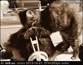 #Gifs #Cats #Upload #But #Crashed #Cat #All [Cats] I tried to upload all my cat gifs to imgur, but it crashed 23 GIF (Image de album My r/CATS favs))