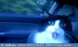 #Gifs #Cats #Upload #But #Crashed #Cat #All [Cats] I tried to upload all my cat gifs to imgur, but it crashed 24 GIF (Image of album My r/CATS favs))