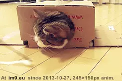 #Gifs #Cats #Upload #But #Crashed #Cat #All [Cats] I tried to upload all my cat gifs to imgur, but it crashed 25 GIF (Image de album My r/CATS favs))