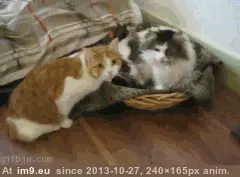 #Gifs #Cats #Upload #But #Crashed #Cat #All [Cats] I tried to upload all my cat gifs to imgur, but it crashed 26 GIF (Image of album My r/CATS favs))