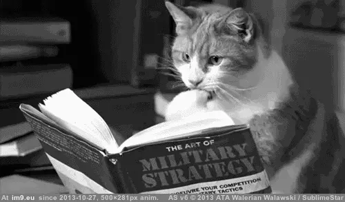 #Gifs #Cats #Upload #But #Crashed #Cat #All [Cats] I tried to upload all my cat gifs to imgur, but it crashed 27 GIF (Image of album My r/CATS favs))