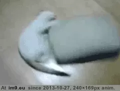 #Gifs #Cats #Upload #But #Crashed #Cat #All [Cats] I tried to upload all my cat gifs to imgur, but it crashed 28 GIF (Image de album My r/CATS favs))