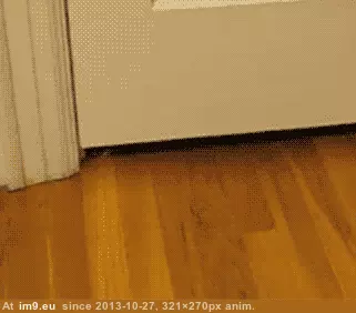 #Gifs #Cats #Upload #But #Crashed #Cat #All [Cats] I tried to upload all my cat gifs to imgur, but it crashed 29 GIF (Bild von album My r/CATS favs))