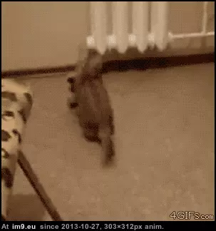 #Gifs #Cats #Upload #But #Crashed #Cat #All [Cats] I tried to upload all my cat gifs to imgur, but it crashed 3 GIF (Image de album My r/CATS favs))