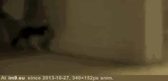 #Gifs #Cats #Upload #But #Crashed #Cat #All [Cats] I tried to upload all my cat gifs to imgur, but it crashed 31 GIF (Image of album My r/CATS favs))