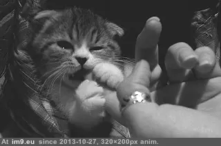 #Gifs #Cats #Upload #But #Crashed #Cat #All [Cats] I tried to upload all my cat gifs to imgur, but it crashed 32 GIF (Bild von album My r/CATS favs))