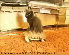 #Gifs #Cats #Upload #But #Crashed #Cat #All [Cats] I tried to upload all my cat gifs to imgur, but it crashed 34 GIF (Obraz z album My r/CATS favs))