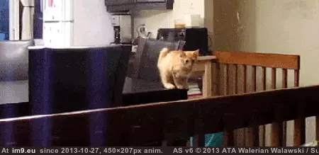 #Gifs #Cats #Upload #But #Crashed #Cat #All [Cats] I tried to upload all my cat gifs to imgur, but it crashed 35 GIF (Image of album My r/CATS favs))