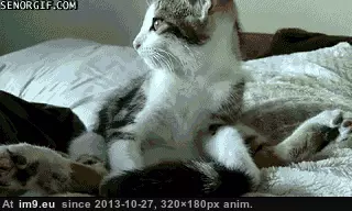#Gifs #Cats #Upload #But #Crashed #Cat #All [Cats] I tried to upload all my cat gifs to imgur, but it crashed 37 GIF (Image of album My r/CATS favs))