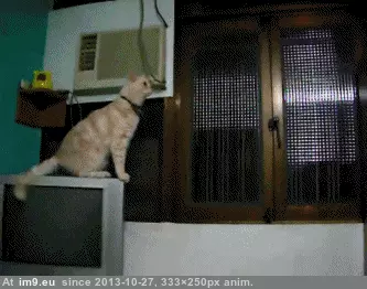 #Gifs #Cats #Upload #But #Crashed #Cat #All [Cats] I tried to upload all my cat gifs to imgur, but it crashed 4 GIF (Image de album My r/CATS favs))