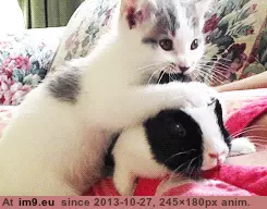 #Gifs #Cats #Upload #But #Crashed #Cat #All [Cats] I tried to upload all my cat gifs to imgur, but it crashed 42 GIF (Image de album My r/CATS favs))
