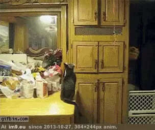 #Gifs #Cats #Upload #But #Crashed #Cat #All [Cats] I tried to upload all my cat gifs to imgur, but it crashed 44 GIF (Image of album My r/CATS favs))