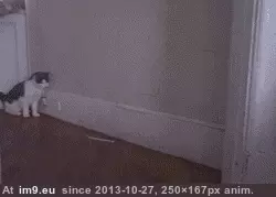 #Gifs #Cats #Upload #But #Crashed #Cat #All [Cats] I tried to upload all my cat gifs to imgur, but it crashed 47 GIF (Image de album My r/CATS favs))