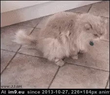 #Gifs #Cats #Upload #But #Crashed #Cat #All [Cats] I tried to upload all my cat gifs to imgur, but it crashed 48 GIF (Image de album My r/CATS favs))