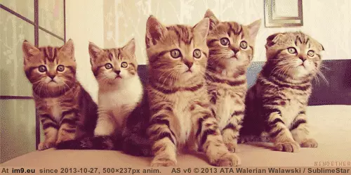 #Gifs #Cats #Upload #But #Crashed #Cat #All [Cats] I tried to upload all my cat gifs to imgur, but it crashed 5 GIF (Изображение из альбом My r/CATS favs))