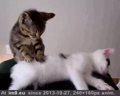 #Gifs #Cats #Upload #But #Crashed #Cat #All [Cats] I tried to upload all my cat gifs to imgur, but it crashed 7 GIF (Изображение из альбом My r/CATS favs))