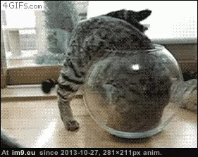 #Gifs #Cats #Upload #But #Crashed #Cat #All [Cats] I tried to upload all my cat gifs to imgur, but it crashed 8 GIF (Изображение из альбом My r/CATS favs))