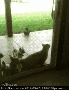#Cats #Intelligent #Cat [Cats] Intelligent Cat GIF (Bild von album My r/CATS favs))
