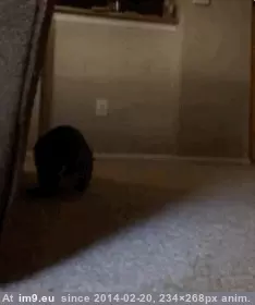 #Cats #Meet #Kerridwen #Attack #Signature [Cats] Meet Kerridwen! This is her signature attack. GIF (Image de album My r/CATS favs))