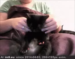 #Cats #Missing #Friend [Cats] Missing my friend 11 GIF (Image of album My r/CATS favs))