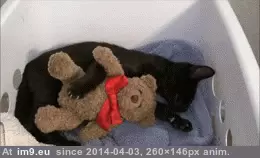 #Cats #Missing #Friend [Cats] Missing my friend 2 GIF (Obraz z album My r/CATS favs))