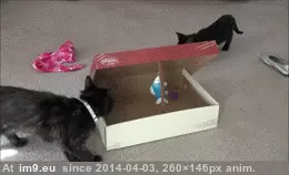 #Cats #Missing #Friend [Cats] Missing my friend 7 GIF (Image of album My r/CATS favs))