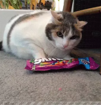 #Cats  #Skittles [Cats] My skittles! GIF (Bild von album My r/CATS favs))
