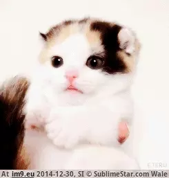 #Cats  #Nom [Cats] Om nom nom GIF (Изображение из альбом My r/CATS favs))