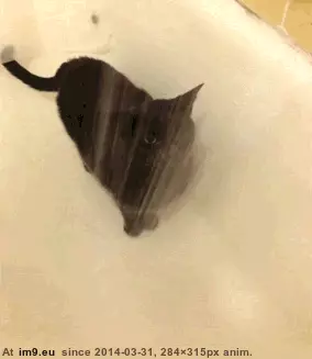 #Cats #Inefficient #Slightly [Cats] Seems slightly inefficient... GIF (Image of album My r/CATS favs))