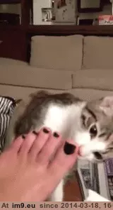 #Cats #Sniffing #Feet [Cats] Sniffing feet 1 GIF (Bild von album My r/CATS favs))