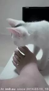 #Cats #Sniffing #Feet [Cats] Sniffing feet 2 GIF (Bild von album My r/CATS favs))