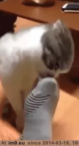 #Cats #Sniffing #Feet [Cats] Sniffing feet 3 GIF (Bild von album My r/CATS favs))