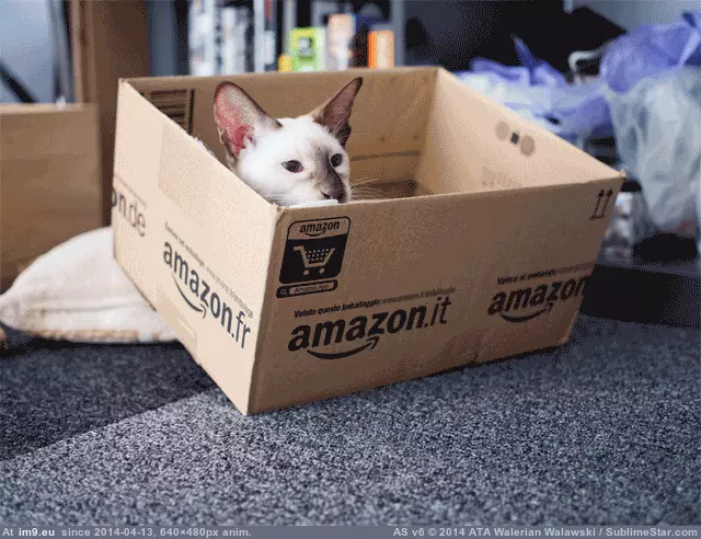 #Cats #Added #Amazon [Cats] Thanks Amazon for the added value :) GIF (Image of album My r/CATS favs))