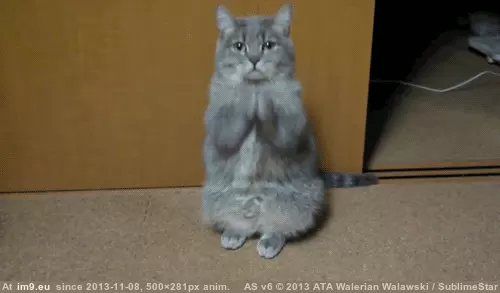 #Cats #Kind #Cat [Cats] What kind of cat is this? GIF (Obraz z album My r/CATS favs))