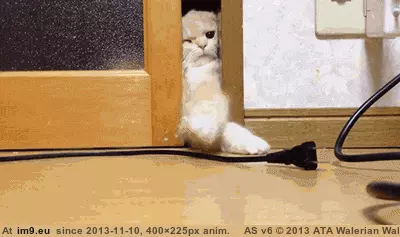#Cats #Door #Doubt #Lick [Cats] When in doubt, lick the door GIF (Imagen de album My r/CATS favs))