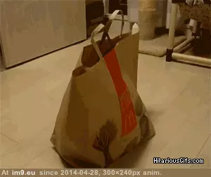 #Cats #Wake #Late [Cats] When you wake up and you know you're late GIF (Image of album My r/CATS favs))