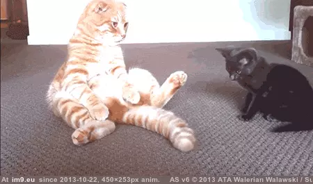  #Cats  [Cats] GIF (Изображение из альбом My r/CATS favs))