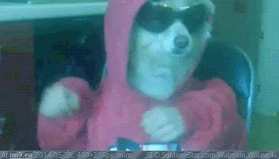 #Dog #Disco #Cool Cool Dog Disco GIF (Image of album Rehost))