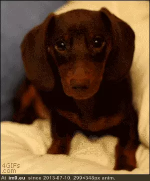 #Cute #Dachshund #Sassy #Puppy Cute and Sassy Dachshund Puppy GIF (Obraz z album Rehost))
