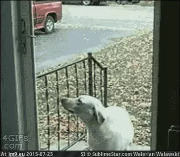 #Door #Walk #Dog dog-cant-walk-through-open-door-gif GIF (Obraz z album Alternative-News.tk))
