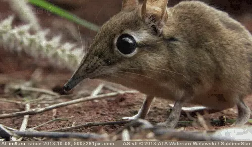#Cute #Elephant #Shrew #Jumping #Chewing Elephant Shrew Chewing (cute Jumping Shrew) GIF (Bild von album Rehost))