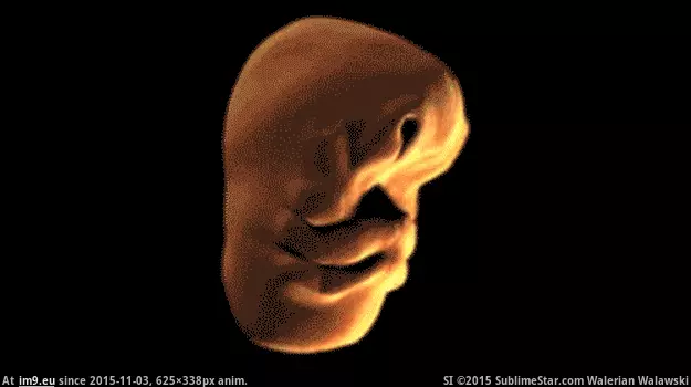 #Face  #Evolution evolution-of-the-face GIF (Obraz z album Alternative-News.tk))
