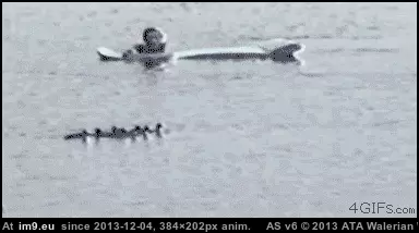 #Gifs #Instant #Karma #Funny [Funny] 25 gifs of Instant Karma 16 GIF (Image of album My r/FUNNY favs))